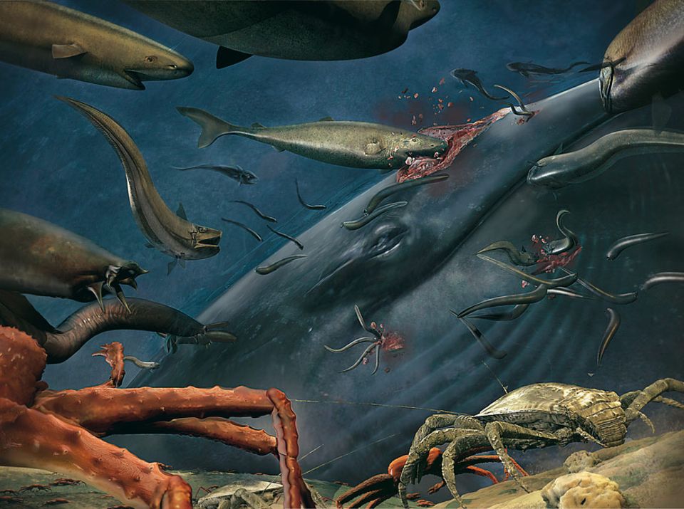 Tiefsee: Auf den Meeresboden gesunken, bietet ein verendeter Wal einer Armada von absonderlichen Kreaturen Nahrung für Jahrzehnte. Ein großer Leichnam zieht mehr als 400 hungrige Spezies an, darunter Schlafhaie, Schleimaale, Grenadierfische und Krebse