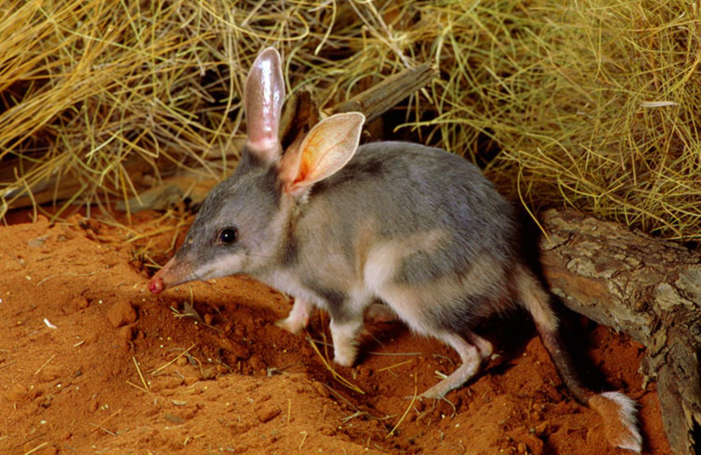 Bilby: Der Bilby geht auch als Mini-Känguru durch: Schwanz und Hinterbeine erinnern an die Säuger. Tatsächlich sind die großen und kleinen Hüpfer verwandt