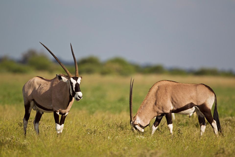 Botswana: Seit Anfang 2014 gilt ein generelles Jagdverbot in Botswana, unter anderem um den nachhaltigen Tourismus zu fördern