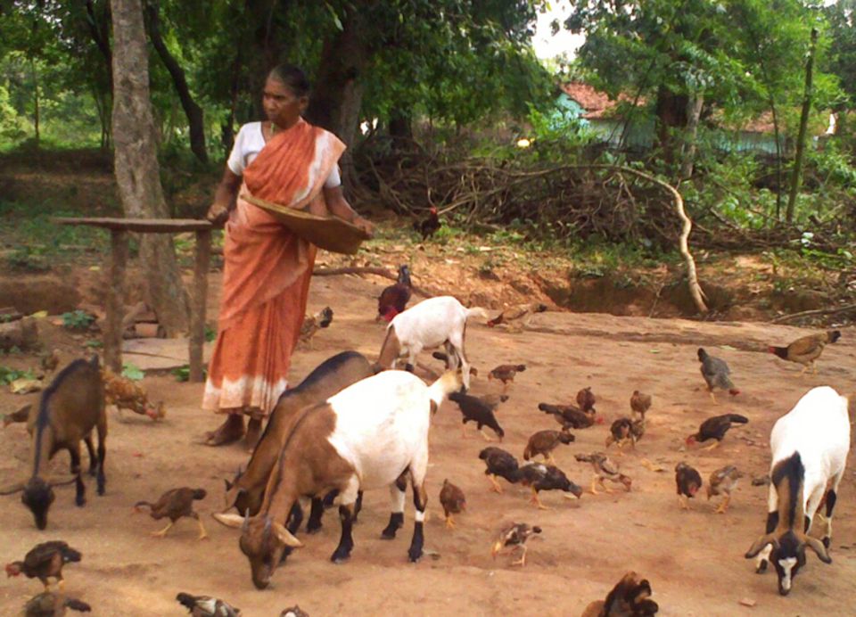 Kleintierhaltung in Kitahatu