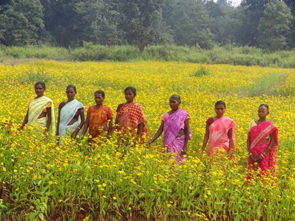 Mitglieder einer Frauenselbsthilfegruppe haben gemeinsam Ölsaaten angebaut (Sarguja). Die Ernte wurde unter den Frauen aufgeteilt