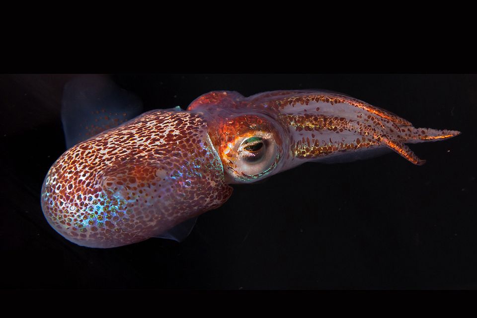 Biologie: Versteckt im Leuchten
