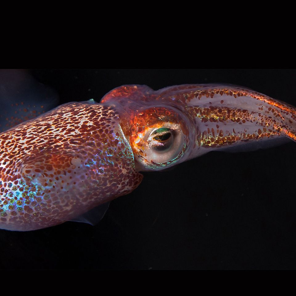 Biologie: Versteckt im Leuchten