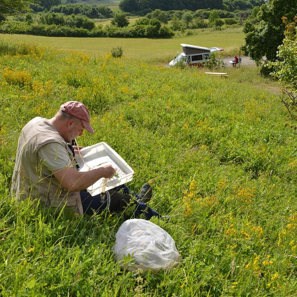 GEO-Tag der Artenvielfalt: Große Naturinventur