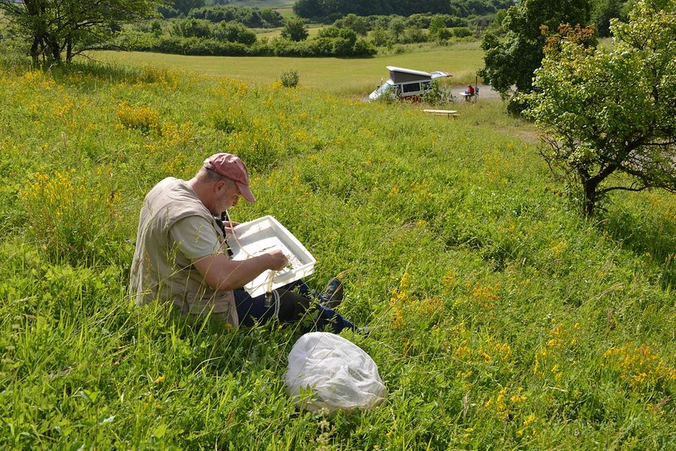 GEO-Tag der Artenvielfalt: Große Naturinventur