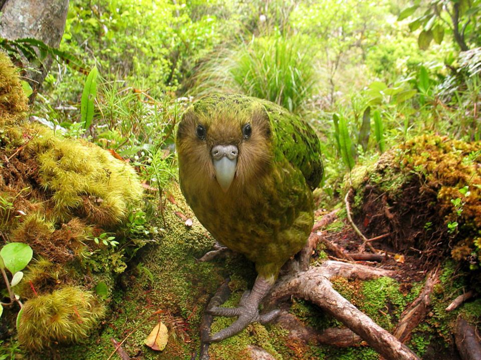 Artenschutz: Seltsamer Vogel: Der neuseeländische Kakapo kann nicht fliegen und vermehrt sich kaum Artenschutz: Seltsamer Vogel: Der neuseeländische Kakapo kann nicht fliegen und vermehrt sich kaum