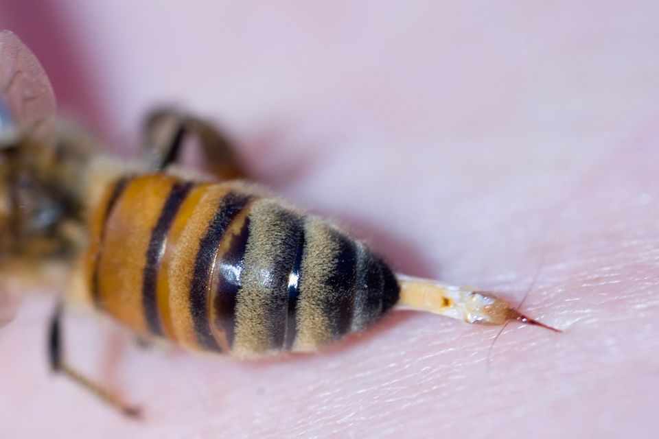 Bienen: Bestechende Erkenntnis