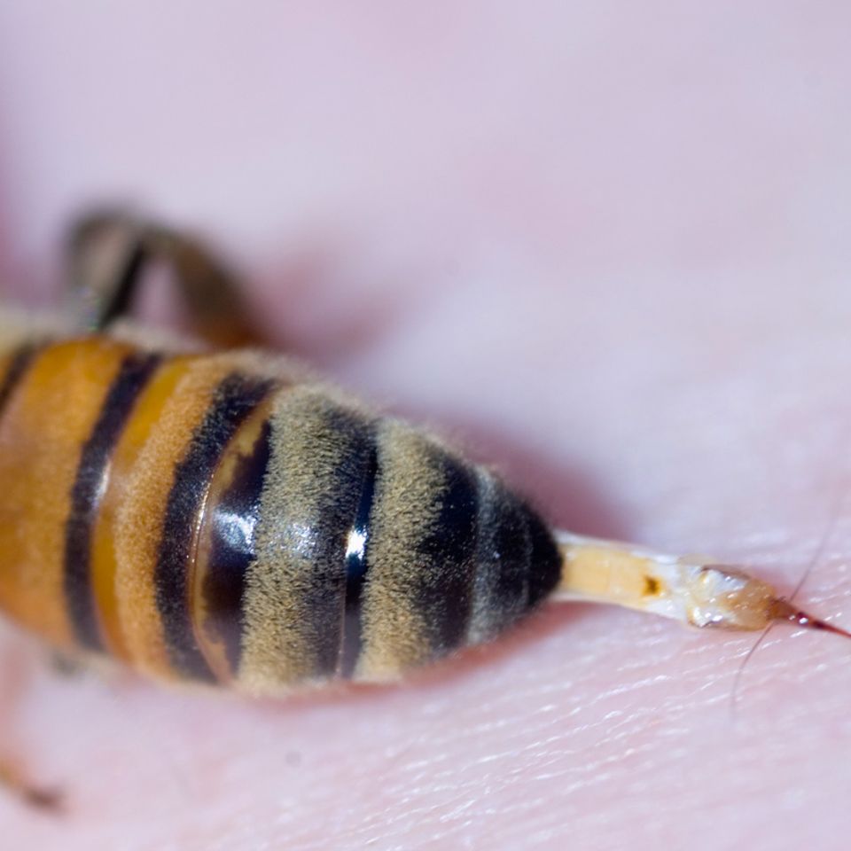 Bienen: Bestechende Erkenntnis