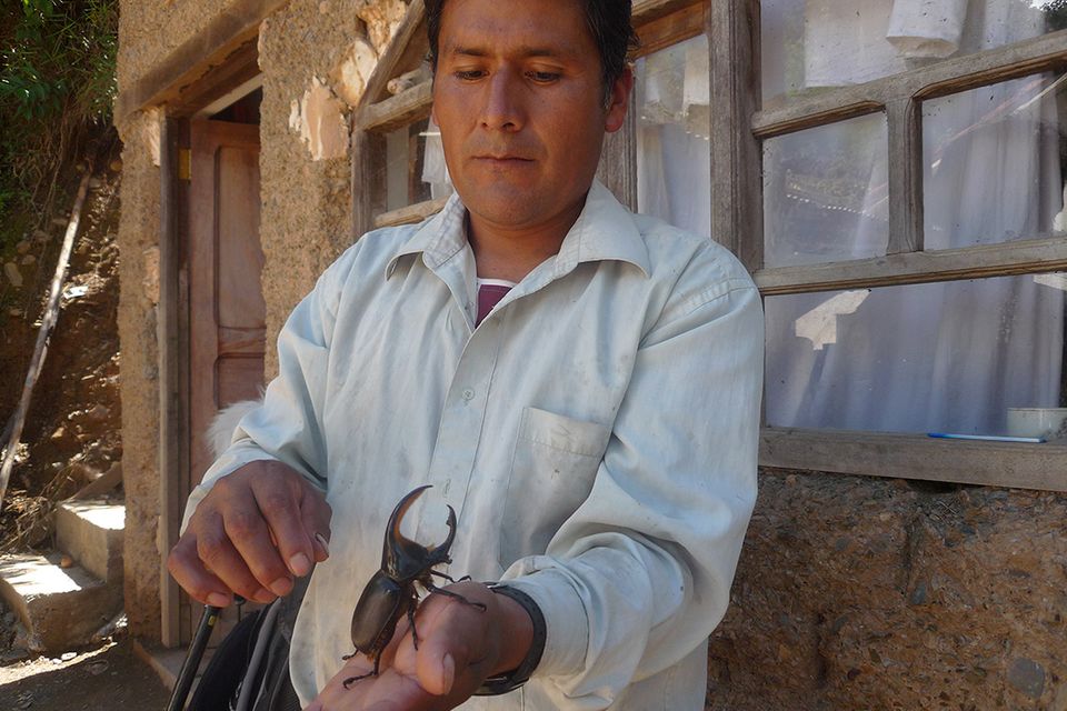 Bolivien - Kleine Käfer, großes Geld!