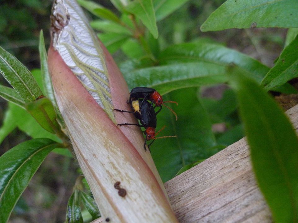 Im Internet explodieren die internationalen Verkäufe von Insekten wie dieser Blattkäferart und belaufen sich auf Millionen von Dollar. Seit einigen Jahren untersagt Bolivien ihren Verkauf