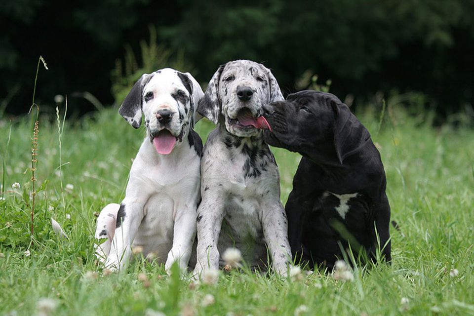 Deutsche Dogge: Der Hund Im Tierlexikon - [GEOLINO]