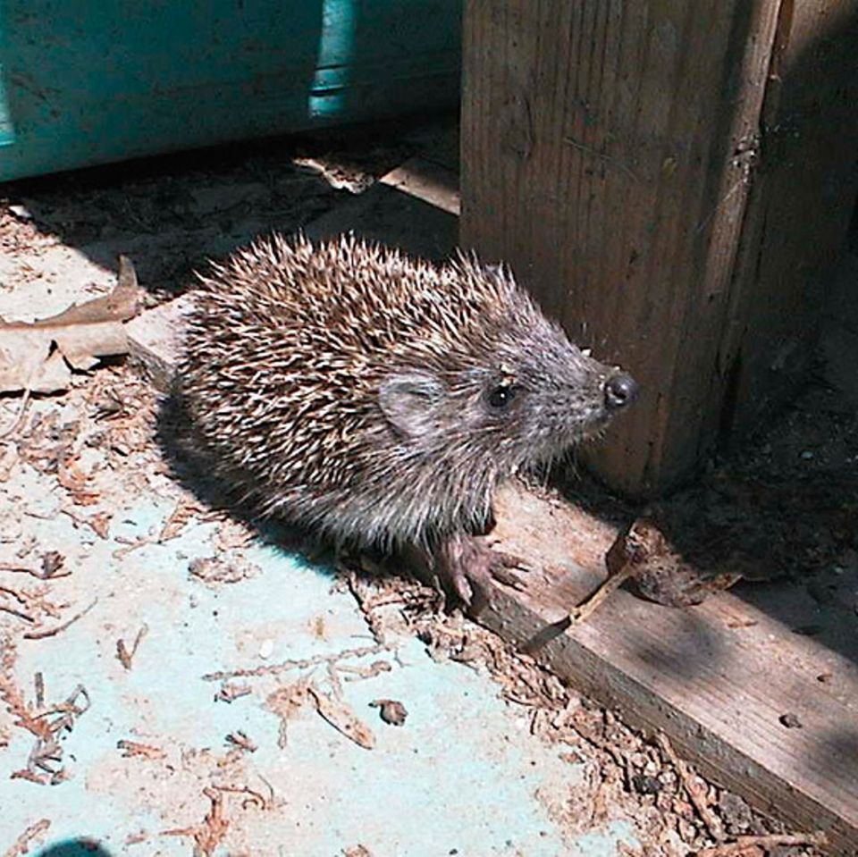 Tierlexikon: Hattet ihr schon einmal einen Igel in eurem Garten?