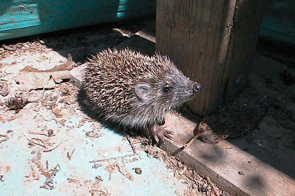 Tierlexikon: Hattet ihr schon einmal einen Igel in eurem Garten?
