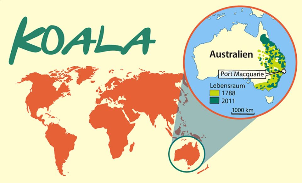 Tierlexikon: Koalas leben an der Ostküste Australiens