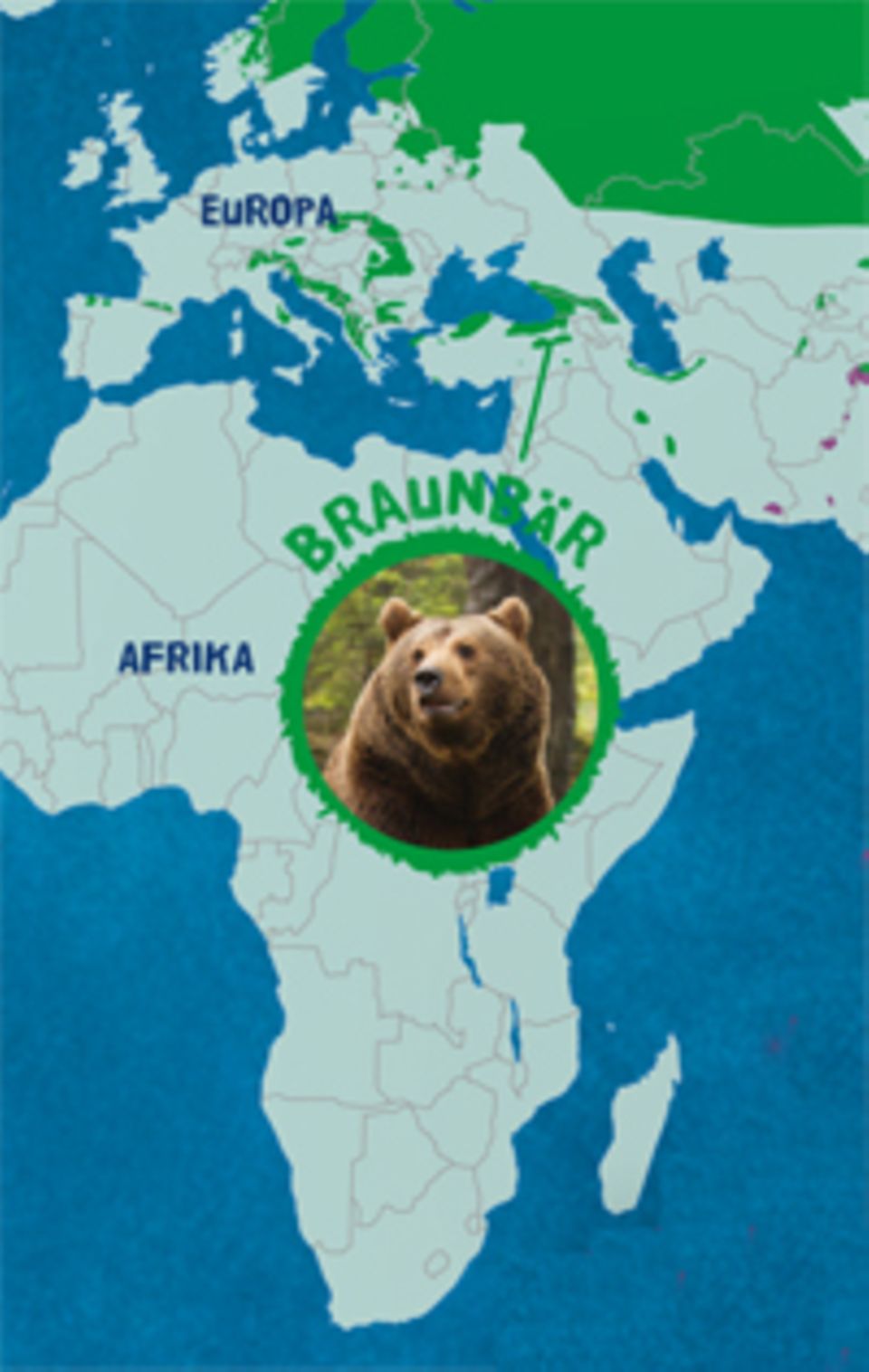 Tierlexikon: Braunbär