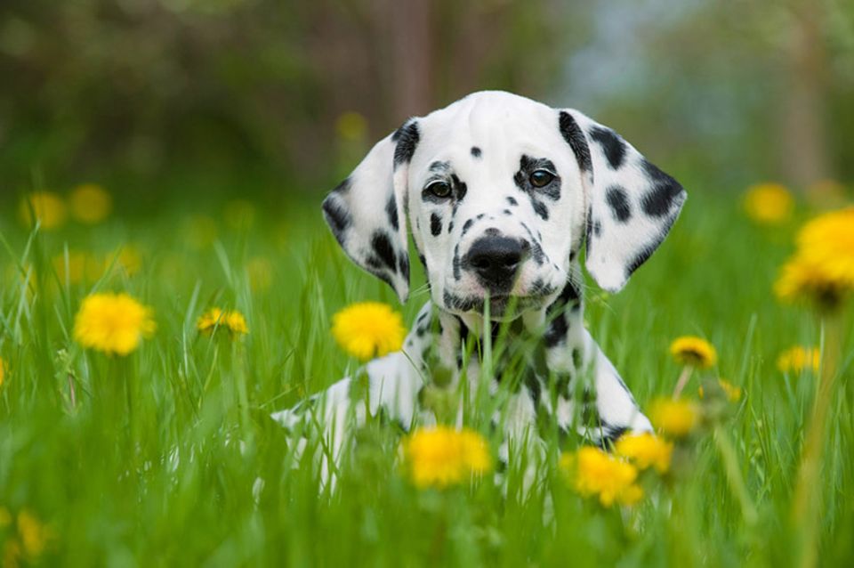 Hunde: Dalmatiner Hunde: Dalmatiner