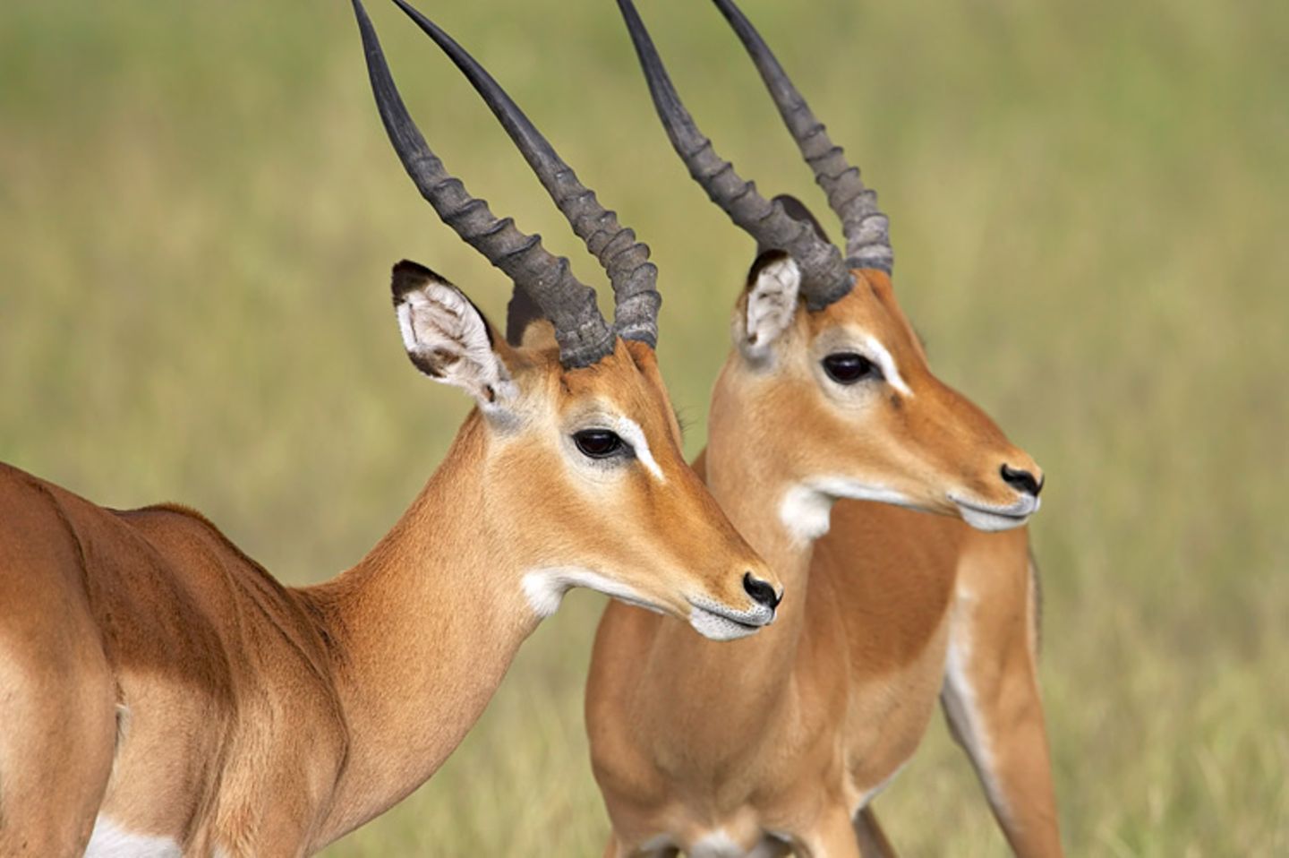 Tierlexikon: Einem Impala könnt ihr in freier Wildbahn nur in Afrika begegnen