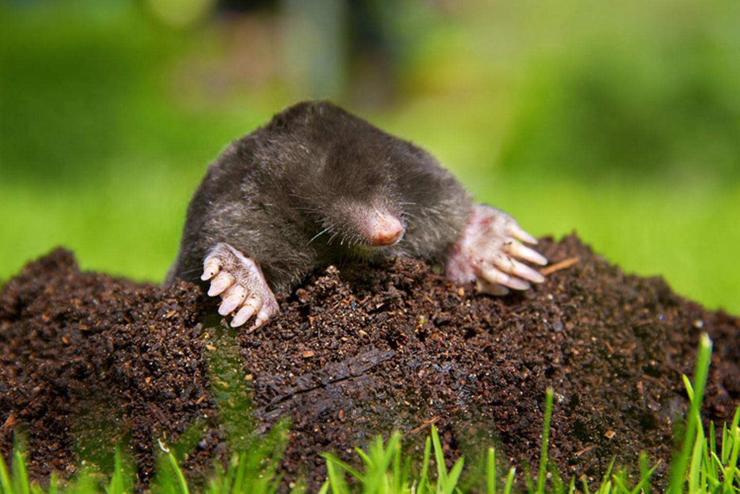 Maulwurf Infos Im Tierlexikon GEOLINO Maulwurf Infos Im Tierlexikon GEOLINO