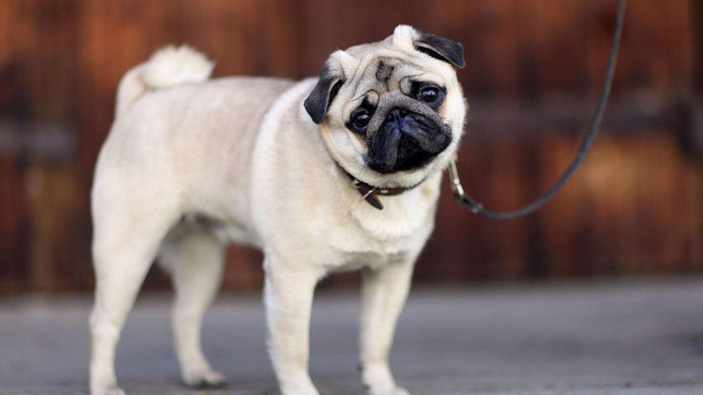 Mops der Hund im Tierlexikon [GEOLINO]