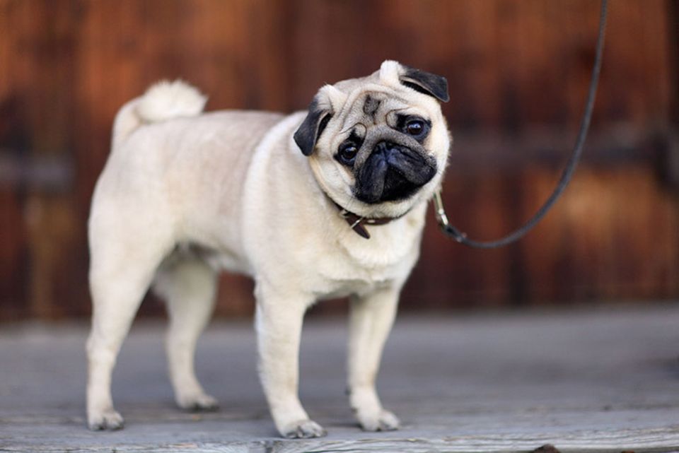 Mops Der Hund Im Tierlexikon Geolino 