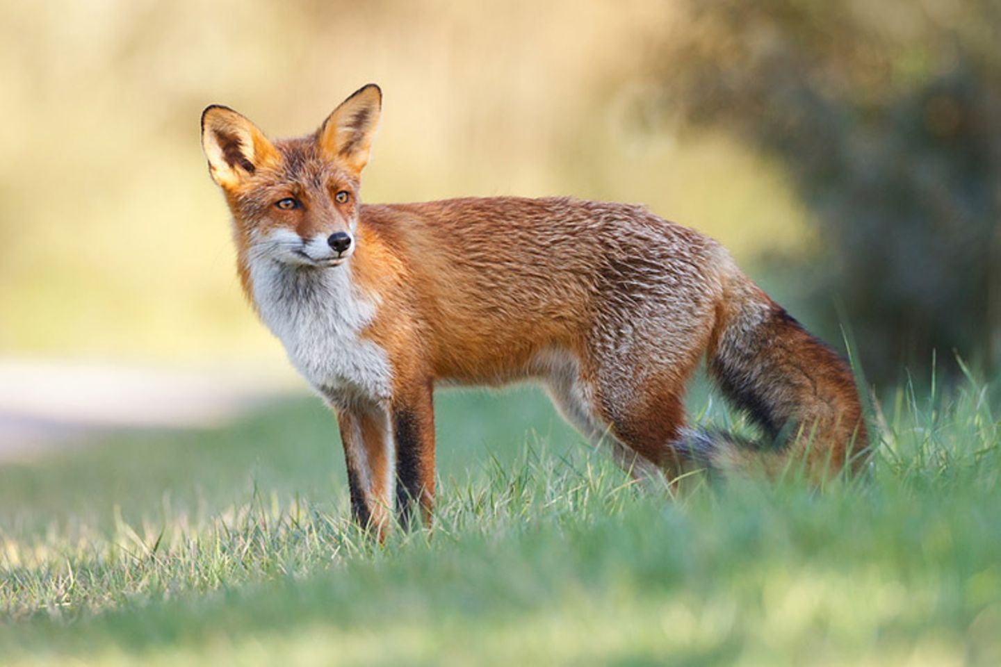 Der Rotfuchs Infos Im Tierlexikon GEOLINO Der Rotfuchs Infos Im Tierlexikon GEOLINO