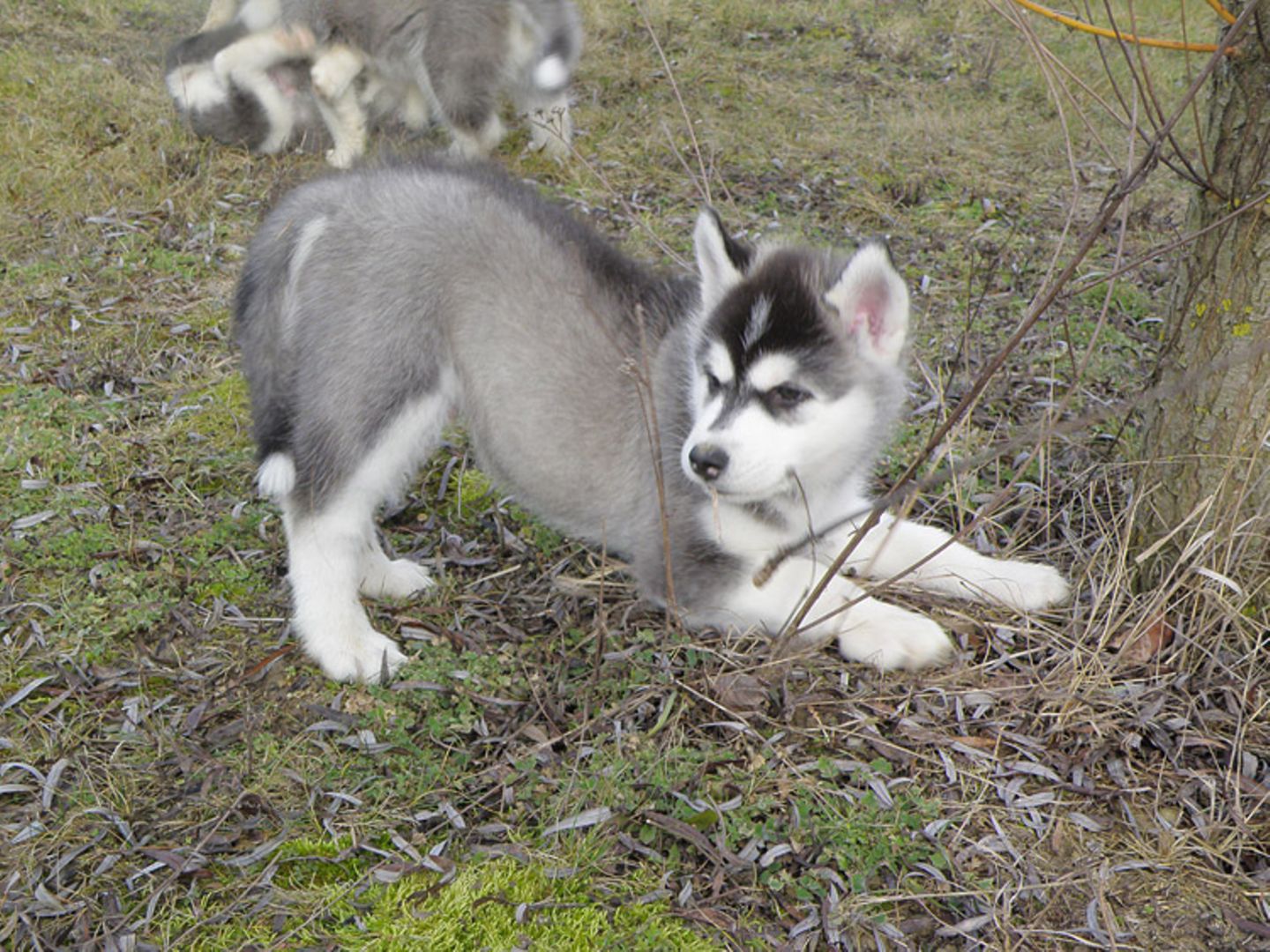 Tierlexikon: Junger Welpe: Ein Sibirischer Husky braucht viel Auslauf