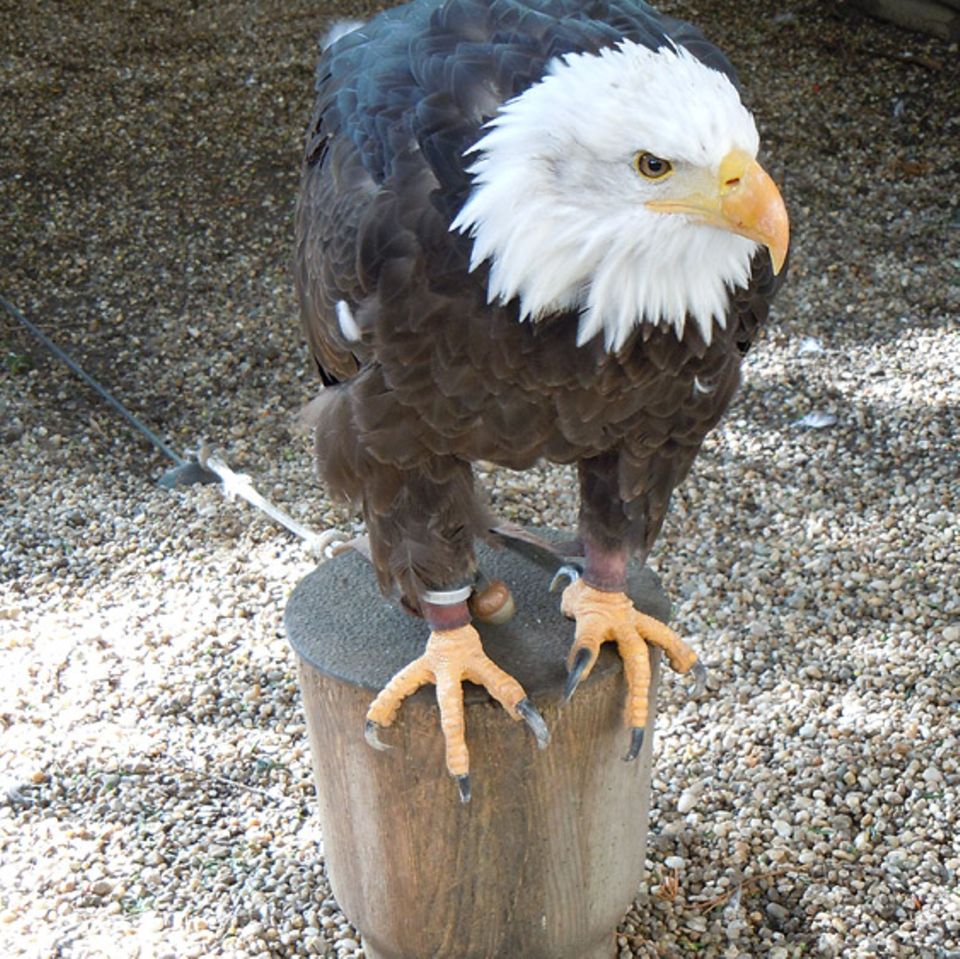 Vögel: Greifvögel