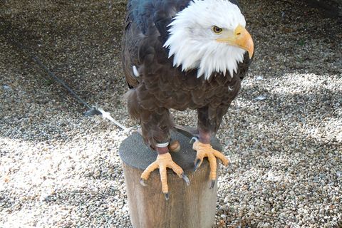Vögel: Greifvögel