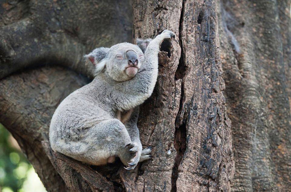 Verhalten: Sein Freund, der Baum, hält den Koala kühl