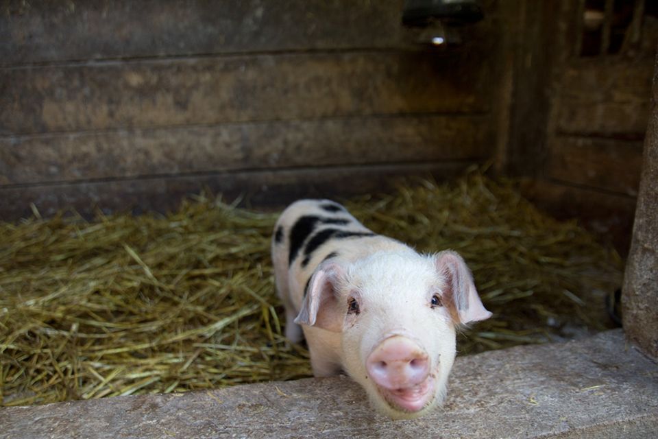 Stellplatzführer "Landvergnügen": Dieses Schweinchen erobert sofort alle Herzen im Handumdrehen Stellplatzführer "Landvergnügen": Dieses Schweinchen erobert sofort alle Herzen im Handumdrehen