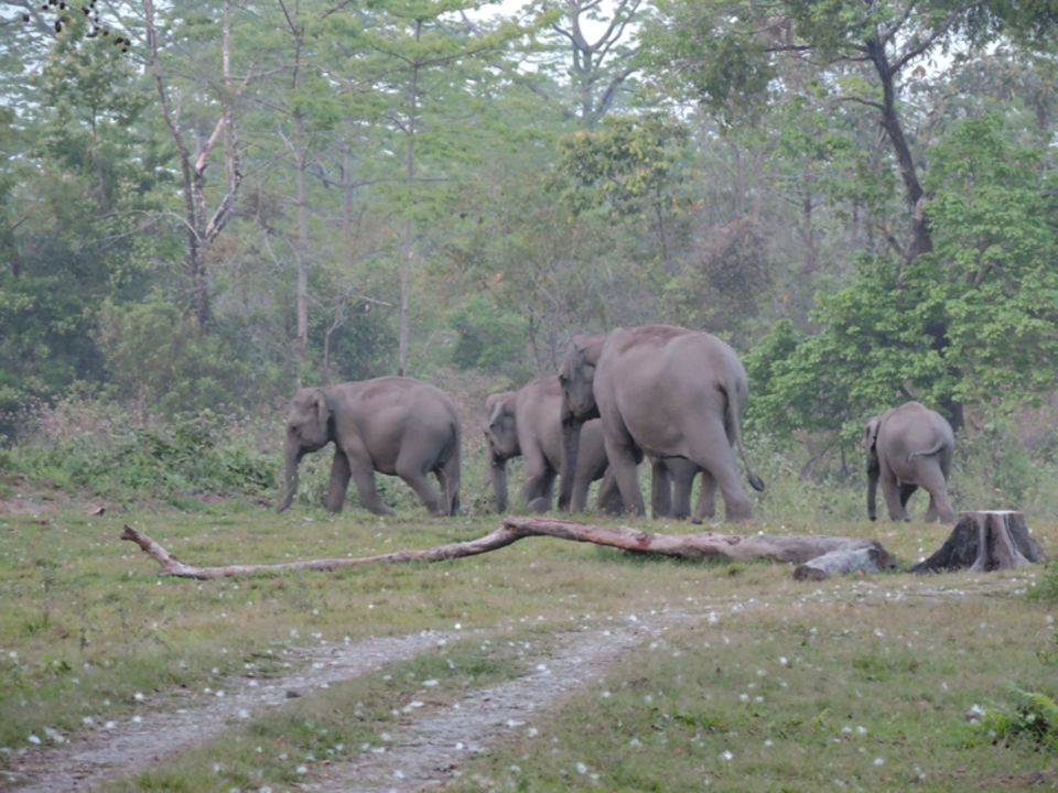 Indien: Elefanten in der Randzone des Manas Nationalparks Indien: Elefanten in der Randzone des Manas Nationalparks