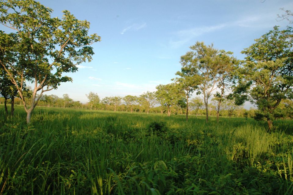 Indien: Landschaft in der Randzone des Manas Nationalparks Indien: Landschaft in der Randzone des Manas Nationalparks