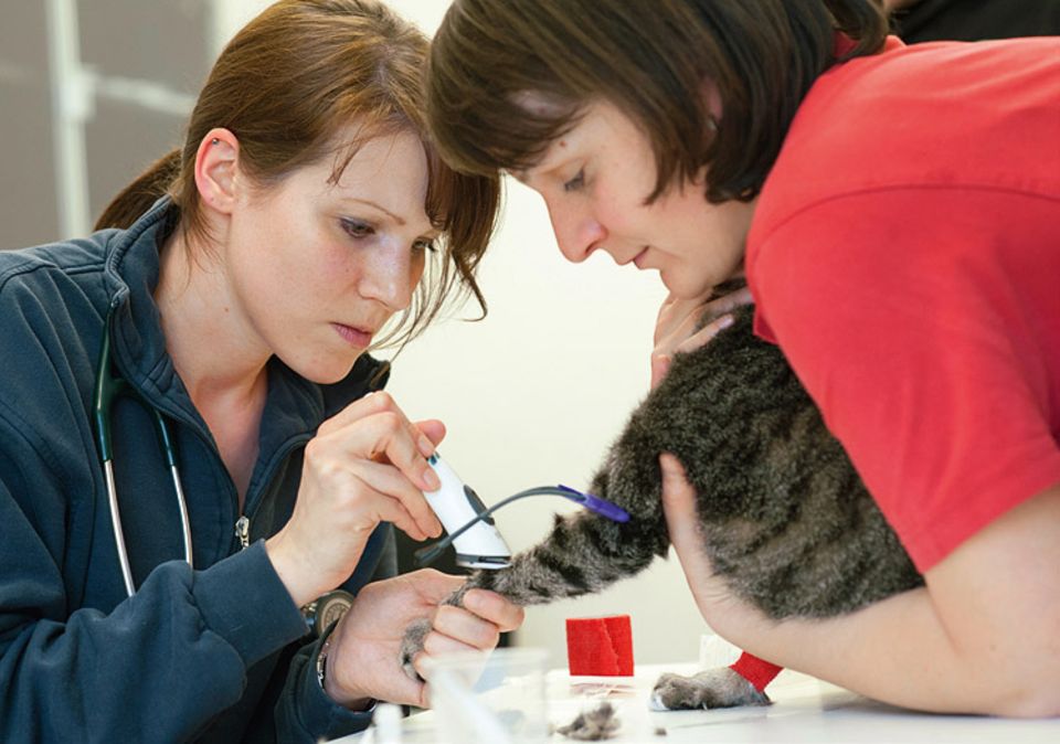 Tierklinik: Manchmal können die Tierärzte ihre Patienten nur mit dicken Lederhandschuhen anpacken, weil diese vor Angst kratzen und beißen. Nicht so bei Alisha: Sie ist dermaßen fiebrig und schlapp, dass sie das Blutabnehmen einfach über sich ergehen lässt Tierklinik: Manchmal können die Tierärzte ihre Patienten nur mit dicken Lederhandschuhen anpacken, weil diese vor Angst kratzen und beißen. Nicht so bei Alisha: Sie ist dermaßen fiebrig und schlapp, dass sie das Blutabnehmen einfach über sich ergehen lässt