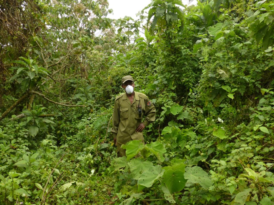 Selbst Fährtensucher wie dieser müssen einen Mundschutz tragen, sobald sie in die Nähe von Gorillas kommen. Grund: die Übertragung von Krankheiten auf die Menschenaffen