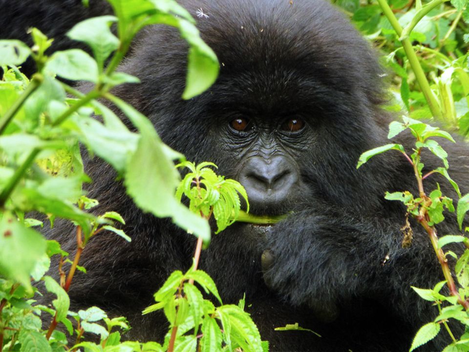 Ist die Berggorillagruppe aufgespürt, hat eine kleine, von Rangern begleitete Touristengruppe, genau eine Stunde Zeit für die Beobachtung der Tiere in ihrer natürlichen Umgebung