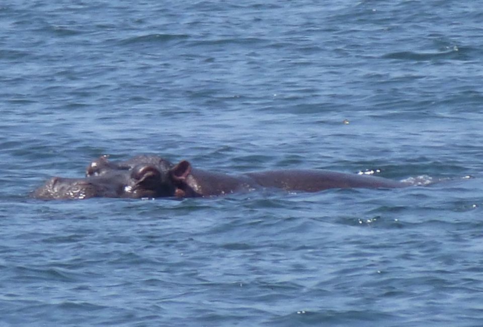 Selbst Flusspferde kann man vom Ufer des Semliki aus nächster Nähe beobachten