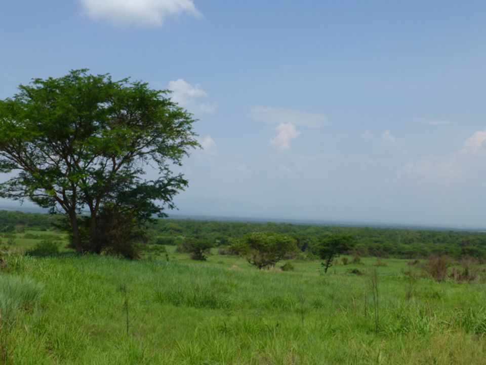 Zur Vielfalt der Ökosysteme im Nationalpark Virunga gehören auch Savannen wie diese