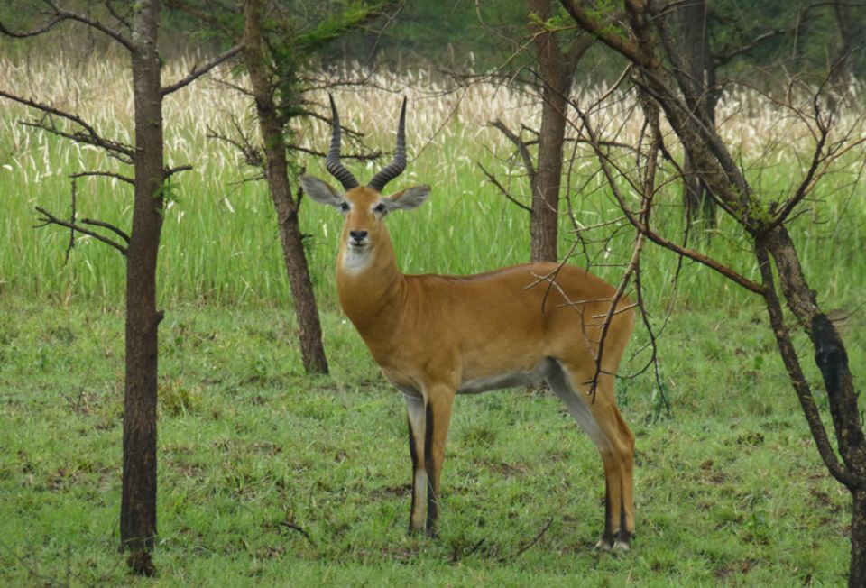 Diese Kob-Antilope ist einer der Savannenbewohner Virungas