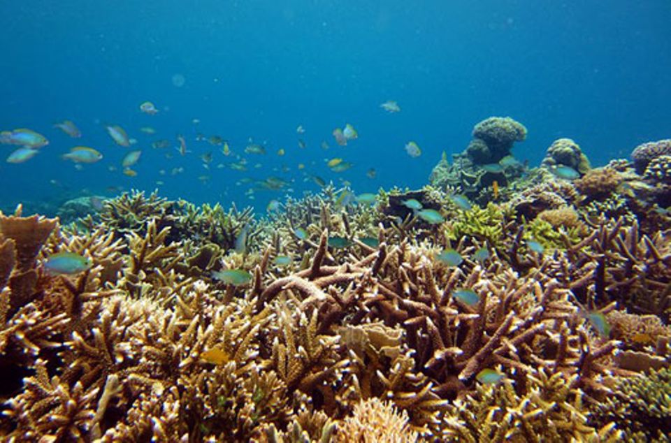 Mit einem Mix aus etablierten ökologischen und modernen molekularbiologischen Methoden wollen Hauke Schwieder und Pia Kegler an zwei sehr unterschiedlichen Standorten in Indonesien besonders den Einfluss des Menschen auf das empfindliche Ökosystem Korallenriff herausstellen