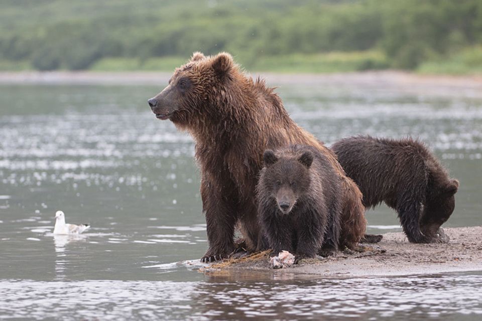 DVD: Der Nachwuchs muss noch viel lernen, bevor es für sie in wenigen Monaten allein durch die Waldlandschaft Russlands geht