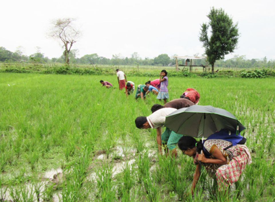 Erste Maßnahmen zur Intensivierung des Reisanbaus in Dauraibari, April 2015