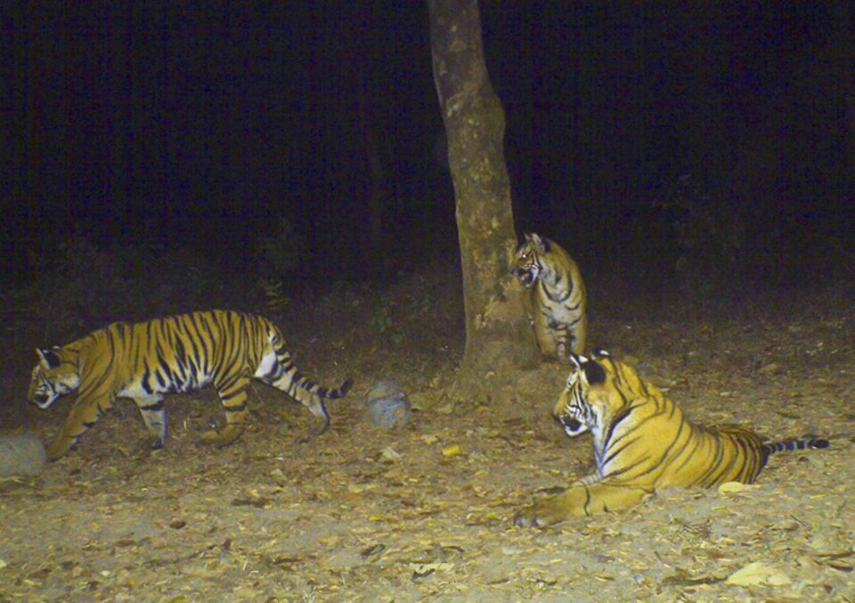 Nachtaufnahme von Tigern im Schutzgebiet