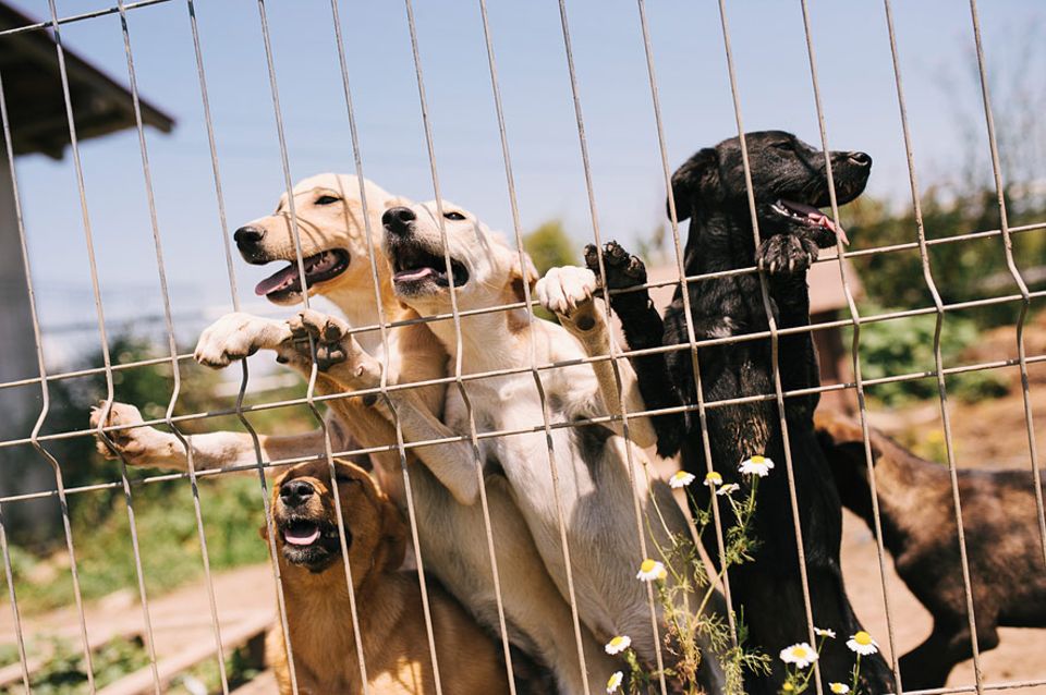 Romania: Since the 10th of September 2013 thousands of dogs became victims of the "killing law"
