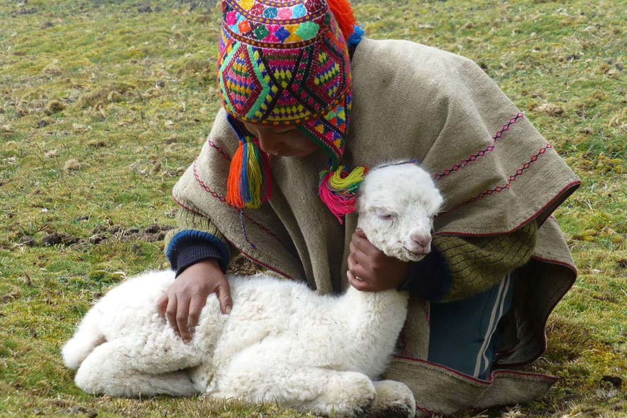 Peru ein Alpaka f r Christobal GEO