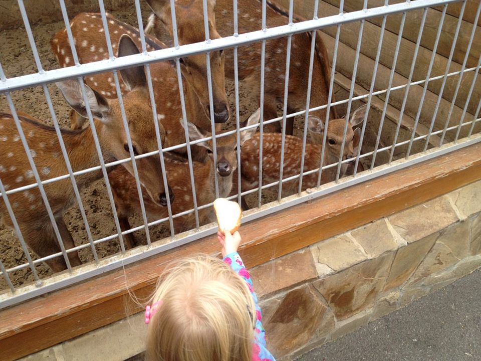 Skurriles Museum in Kiew: Auch ein privater Zoo gehört zu dem Gelände. Die Tiere sind nun auf die Futterspenden der Besucher angewiesen Skurriles Museum in Kiew: Auch ein privater Zoo gehört zu dem Gelände. Die Tiere sind nun auf die Futterspenden der Besucher angewiesen