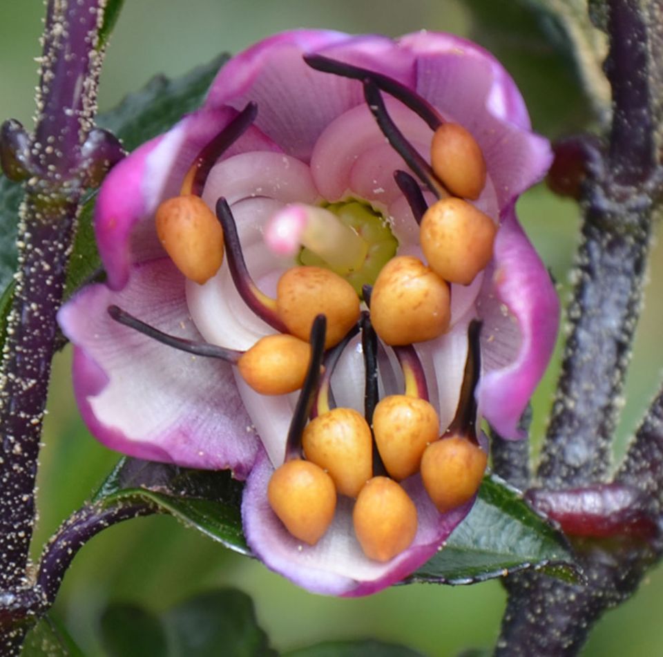 Biologie: Die gelben kugelförmigen Staubblattanhängsel von Axinaea affinis erzeugen einen starken visuellen Kontrast zu den rosa gefärbten Kronblättern Biologie: Die gelben kugelförmigen Staubblattanhängsel von Axinaea affinis erzeugen einen starken visuellen Kontrast zu den rosa gefärbten Kronblättern