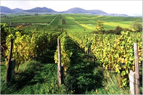 Südpfalz: Entdeckertour an die Weinstraße