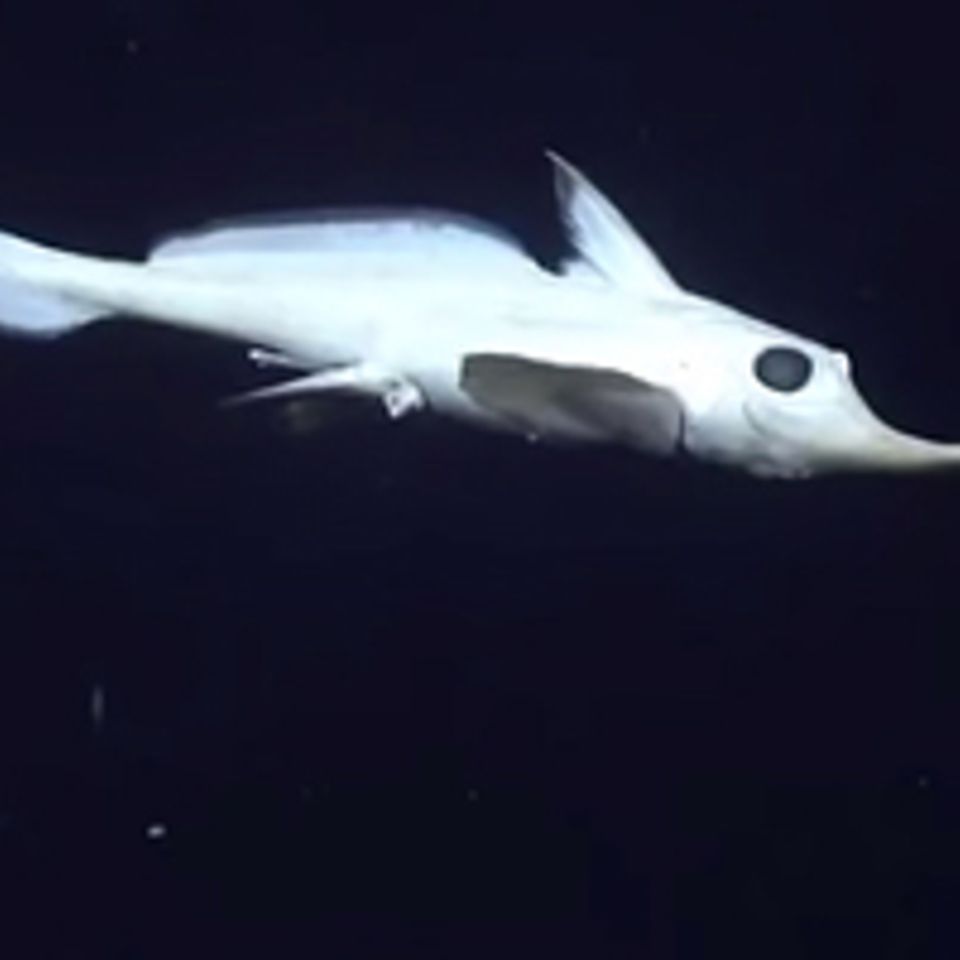 Geisterhafter Fisch: Wesen aus einer anderen Welt