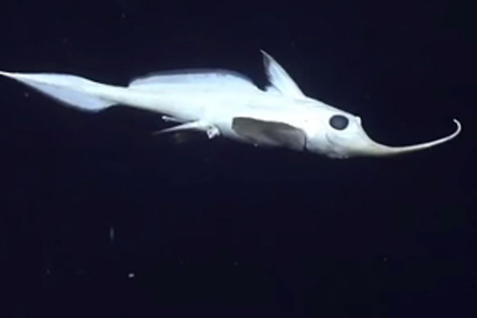 Geisterhafter Fisch: Wesen aus einer anderen Welt