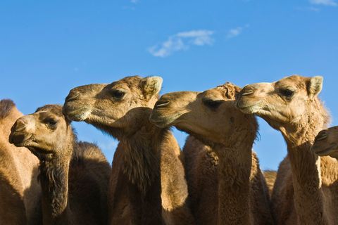 Ende der Megafauna: Kameltreck ins Reich der Riesen